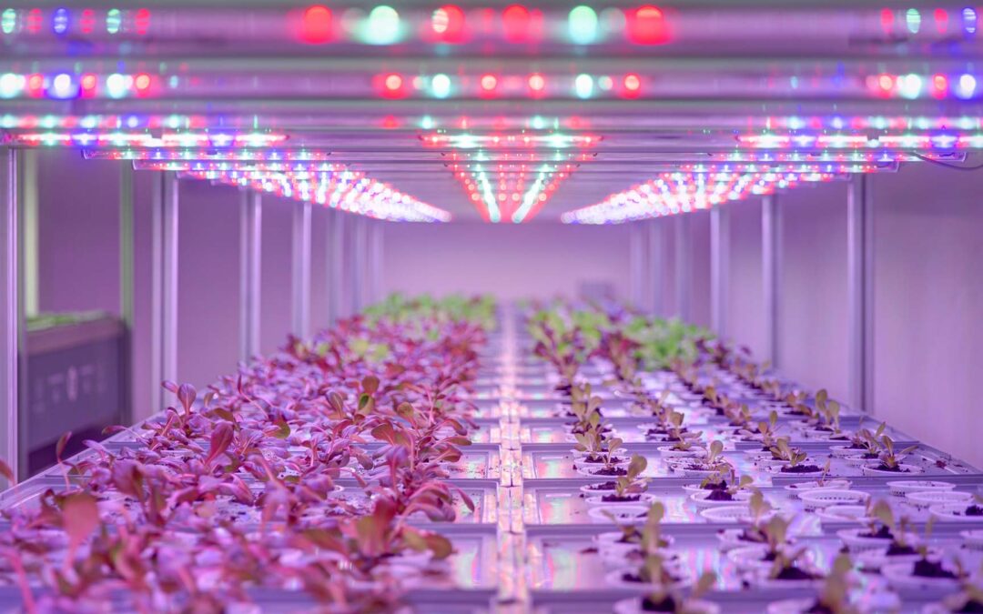 Forrest in Town: con Agricooltur la prima serra aeroponica condominiale