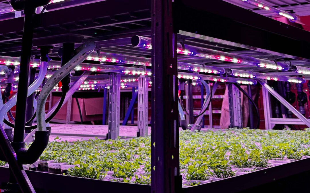 From unused space to high-tech greenhouse: the Virle hub