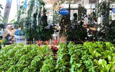 A Genova, la stella Michelin incontra l’innovazione: basilico e aromatiche coltivati in sala