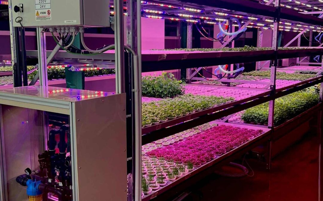 Ortindoor is Born: Indoor Cultivation Becomes a Driver of Local Innovation in Ivrea