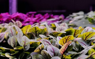 A Sozzago (NO), un impianto indoor trasforma un’ex cella frigo in un hub produttivo sostenibile