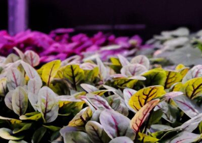 A Sozzago (NO), un impianto indoor trasforma un’ex cella frigo in un hub produttivo sostenibile